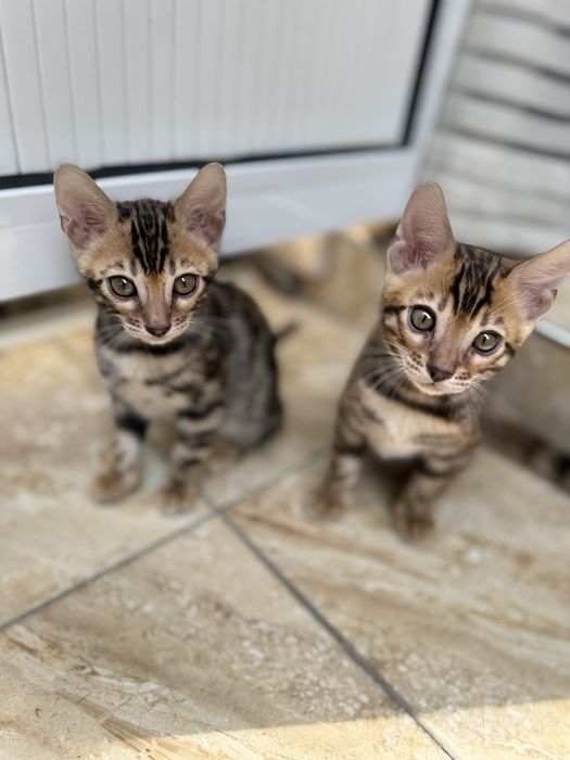 Бенгальские котята