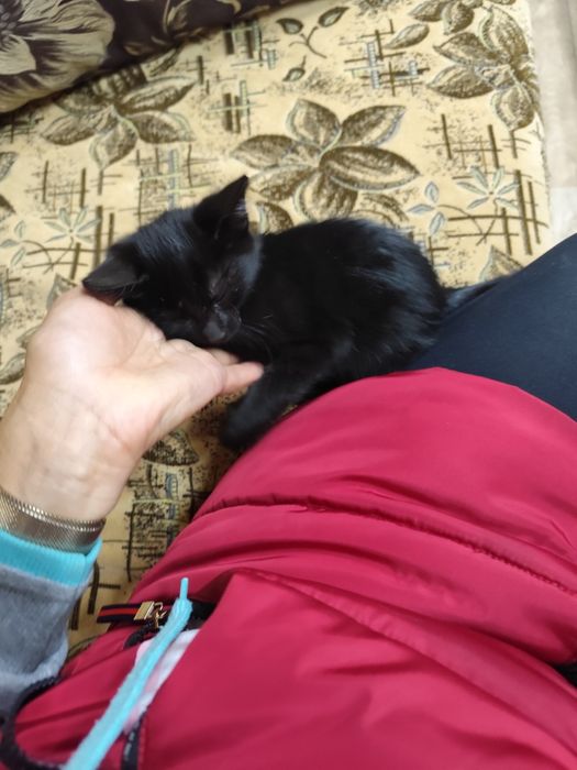 Кошечка в добрые руки