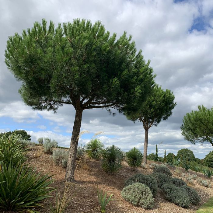 Amenajam gradini, proiectare peisagistica, gazon rulou, sisteme de irigare automatizate profesionale , plante  ornamentale de gradina, copaci, maslini