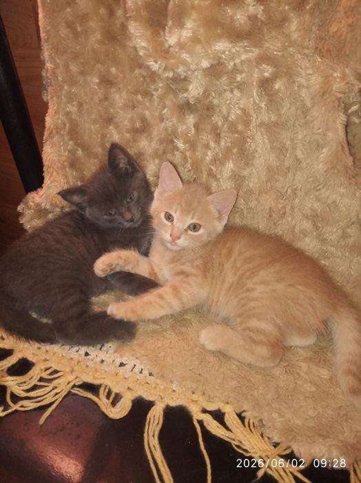 Котята 2 девочки персик и дымчатыи.