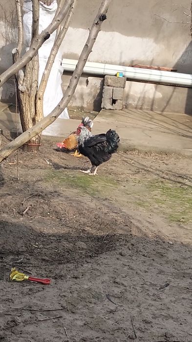 Қораздар сатылады