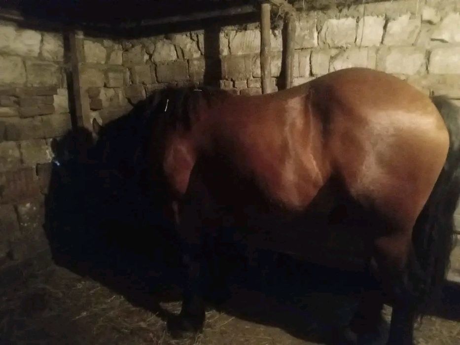 Manz de vanzare  in Odoreu