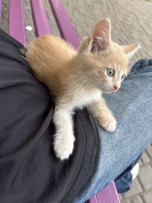 отдам котят в хорошие руки