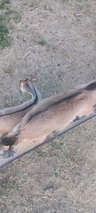 Vând iede cu vîrsta de 2 luni