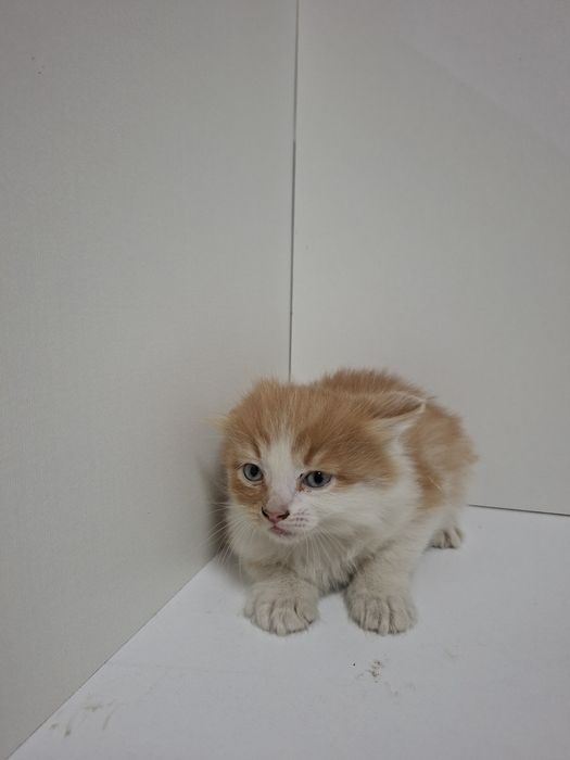 Котёнок отдам в добрые руки