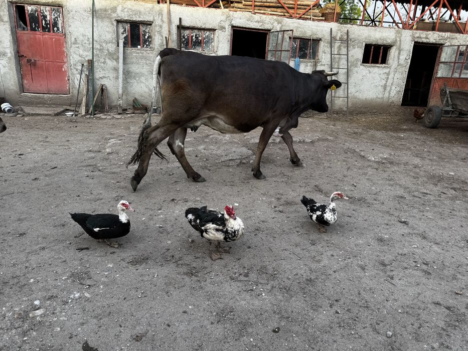 Vaca  bruna talie mare