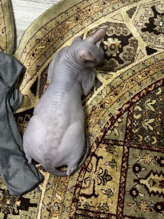 Вязка кот донской сфинкс