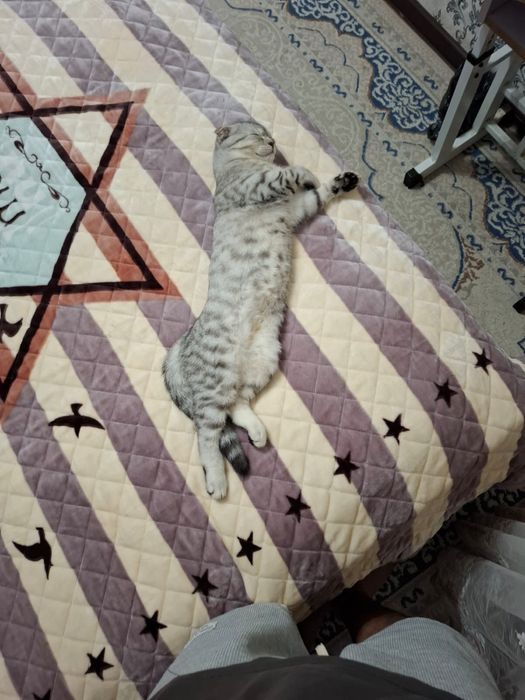 Сдается кот для вязки