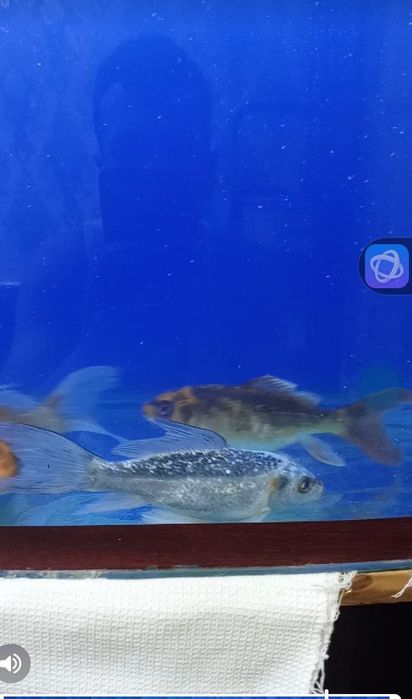 Rangli koya baliqlar