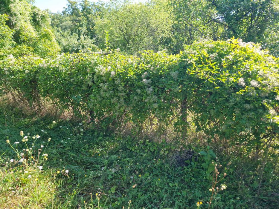 Продава се Парцел в с. Горна Козница, Област Кюстендил - 1485 кв.м за 5 €/кв.м - Снимка #11