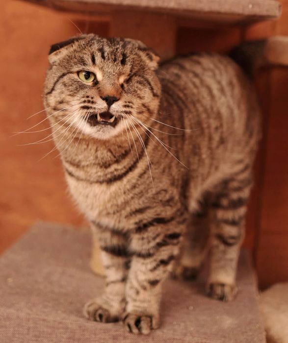 Кастрированный котик