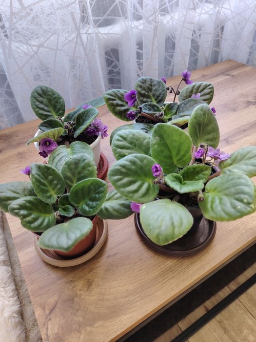 Продам цветы фиалки