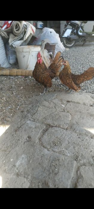 Dekarativ Yaponlar sotiladi