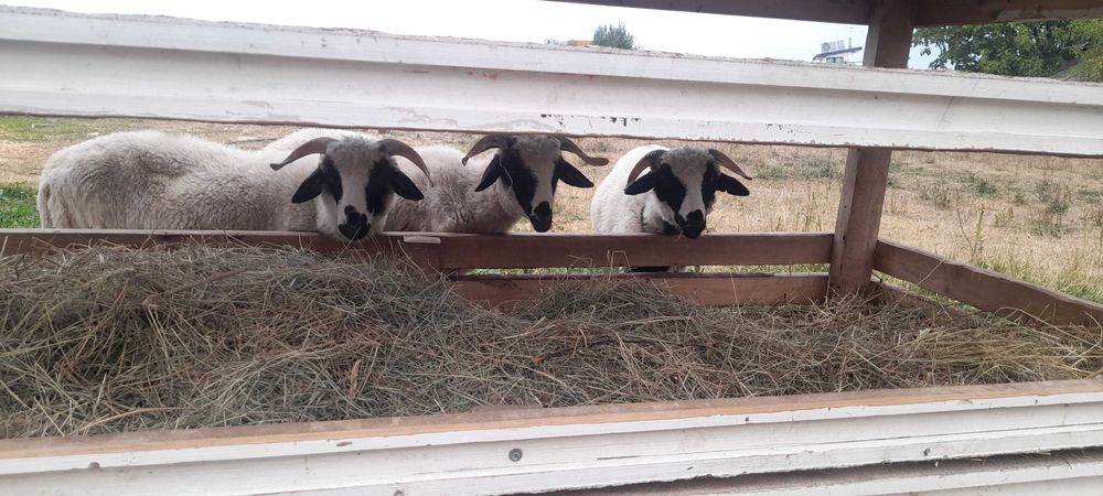 Vând 3 berbecuți breji 600 de lei bucata