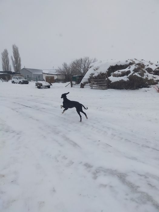 Тазы сатылады каншык