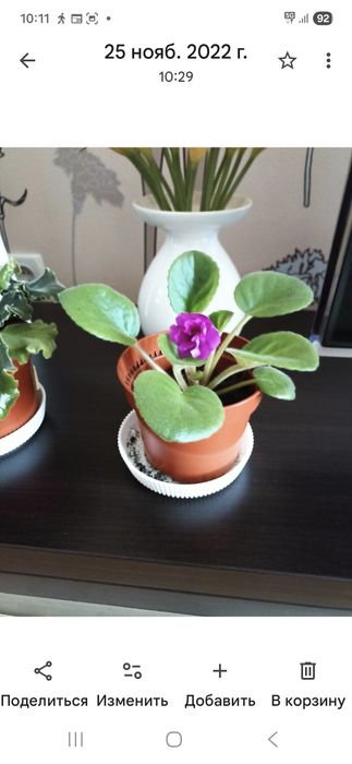 Сортовые фиалки продам деток