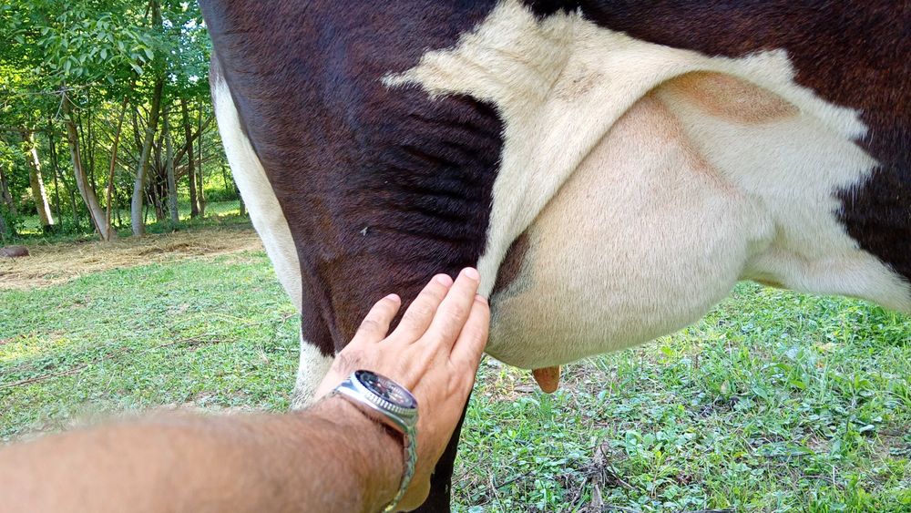 Vacă holstein cu pedigree