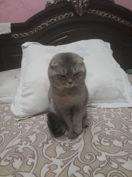 Зотли мушук сотилади