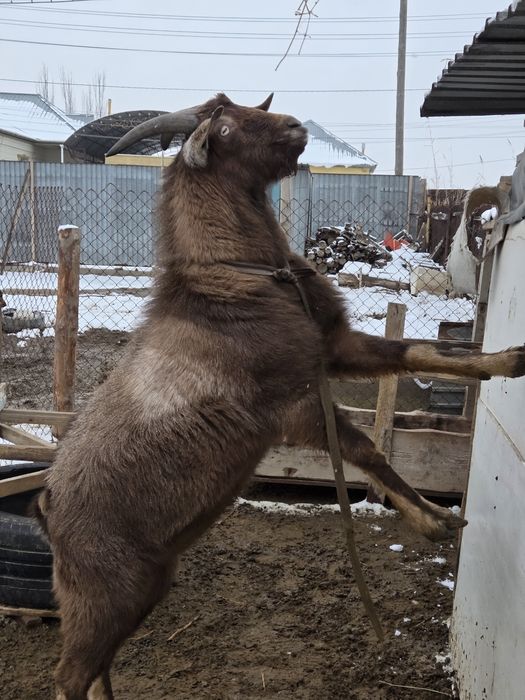 Теке қашыруға ұсынамыз!