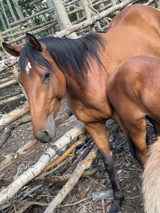 Таза қандв айғыр сатылады