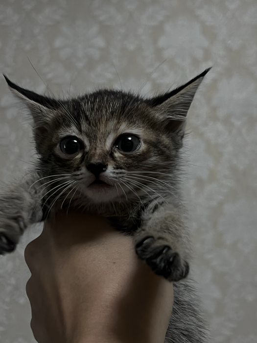 котята в заботливые руки