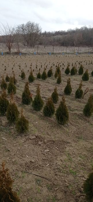 Западна туя Smaragd Пролетна промоция