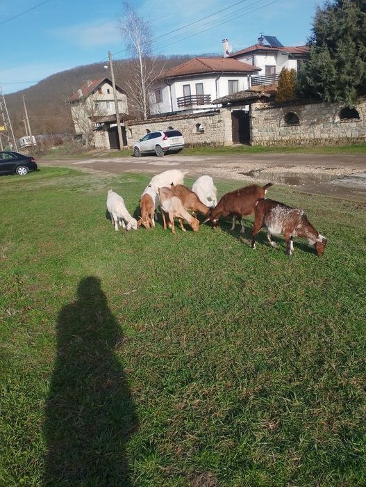 10 броя млади кози