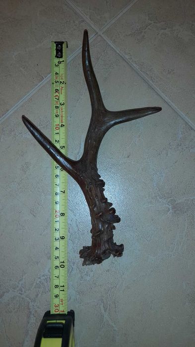 Малък еленски рог