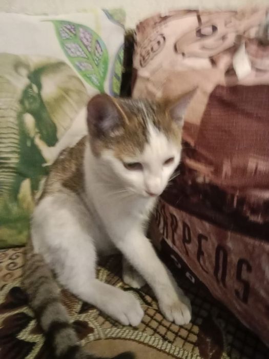 Котёнок даром. Срочно.  Муратбаева гоголя