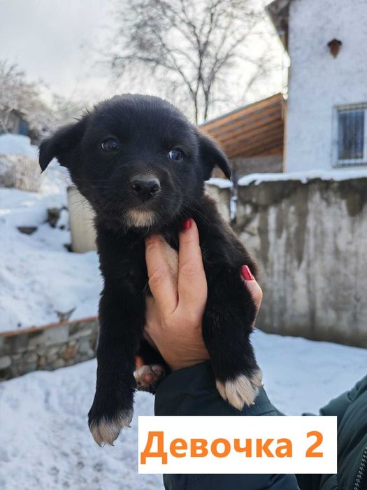 Щенки в добрые руки