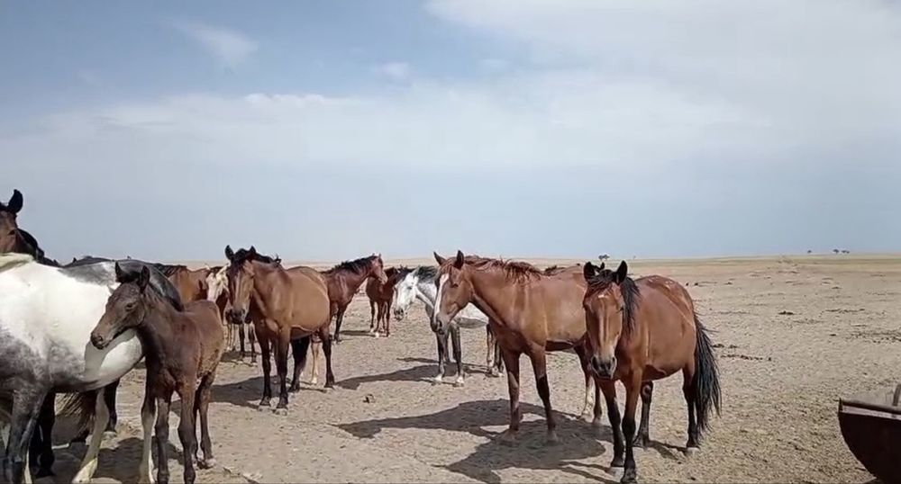 Буыз биелер сатылады, 6-7 жасар