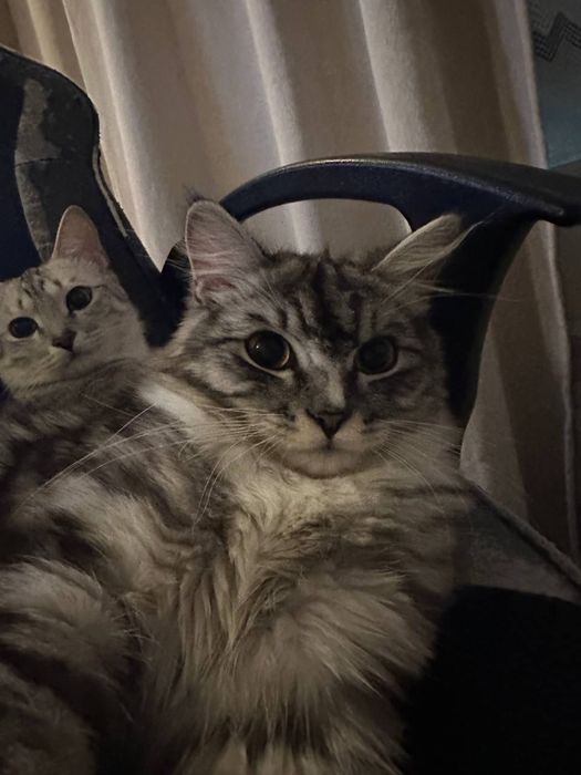 Отдаем котов в хорошие руки