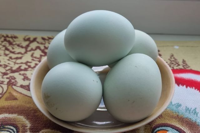 Амераукана (Ameraucana) товуқ ва хўрозлари сотилади!