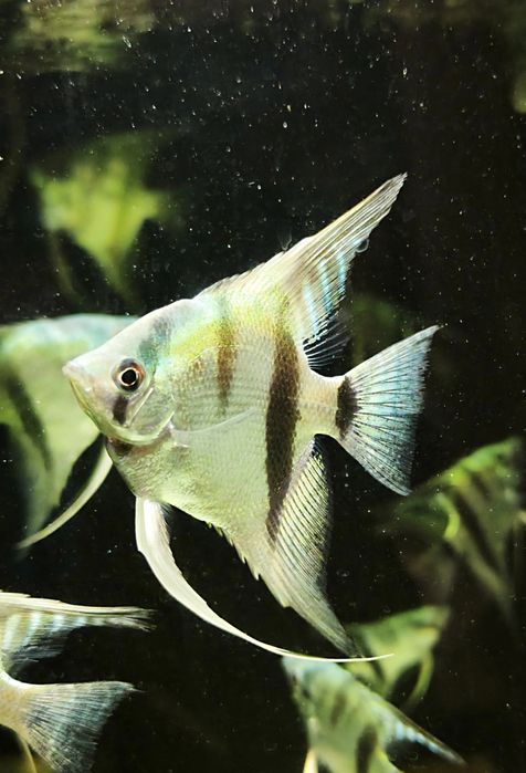 Scalari 5–7 cm | Grupuri 5 sau 10 buc | București