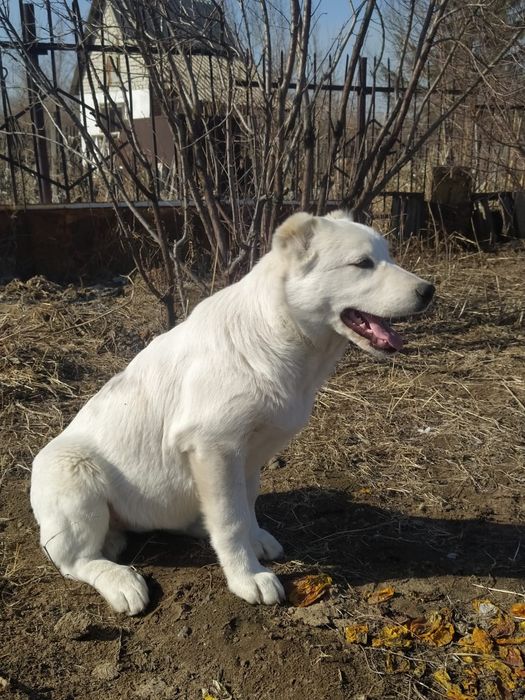 Предлагаются щенки САО
