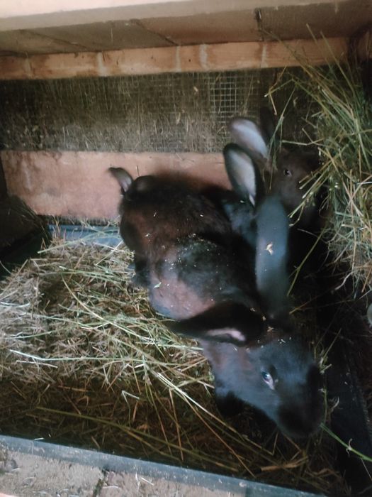 Iepuri Uriaș Pestriț German