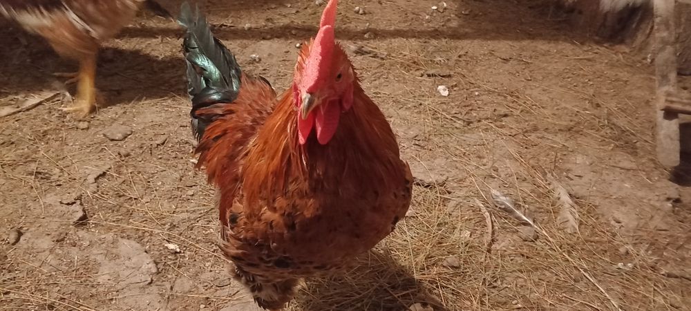 Продаются домашние петушки