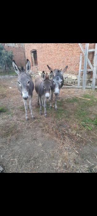Două măgărițe și un pui de vânzarea