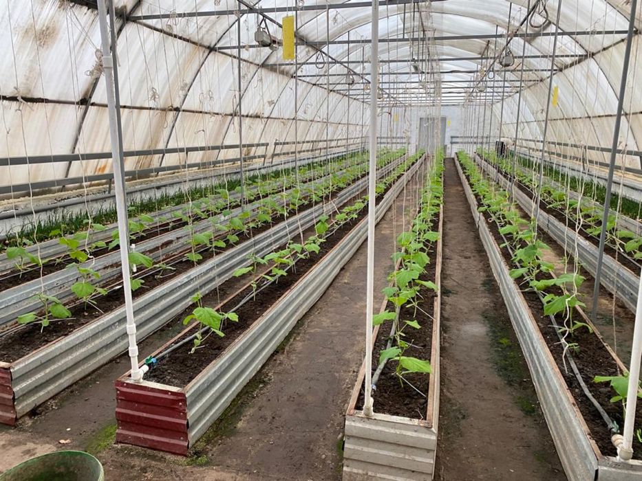 Сдается в аренду теплица, общей площадью 1000 кВ.м.