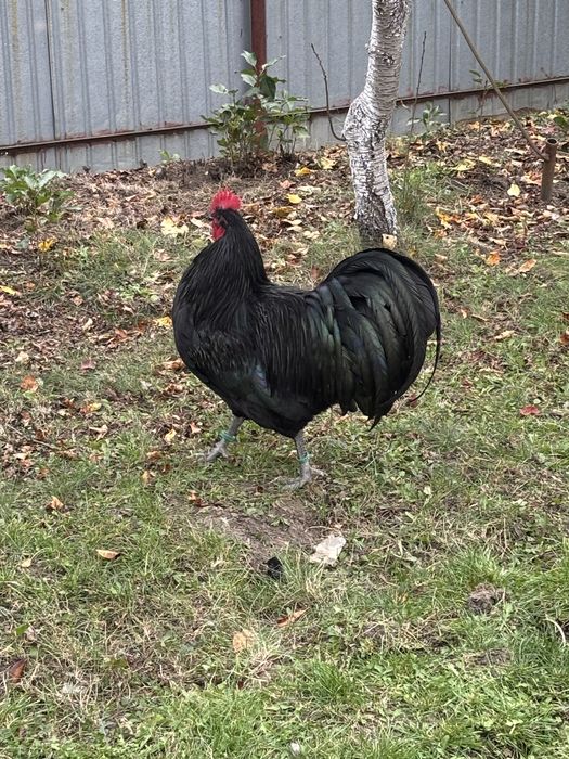 Cocosi Australorp