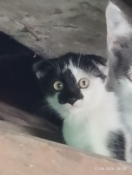 Бесплатно  отдаю котят