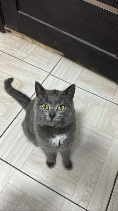 Отдам в добрые руки