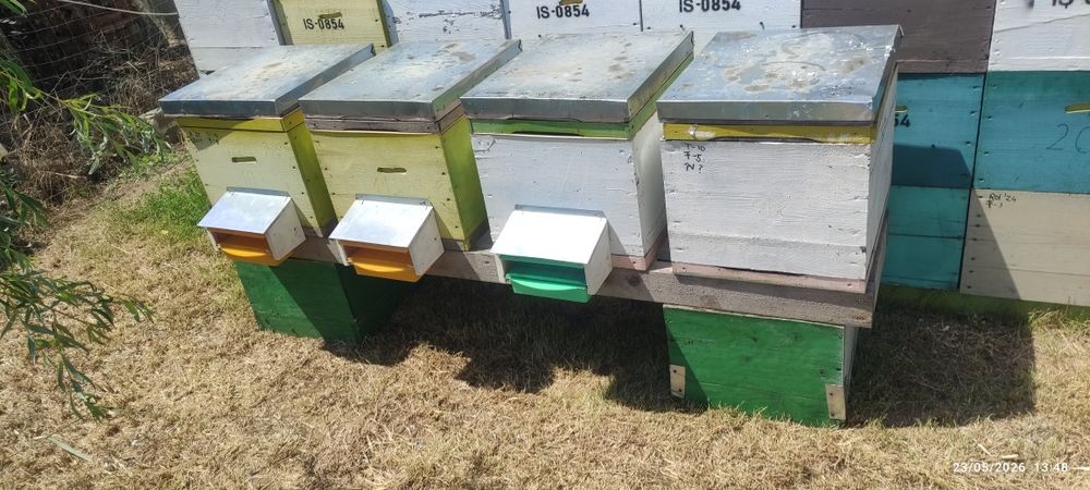 Lăzi de stupi, 50 bucăți, tip dadant 10 rame,