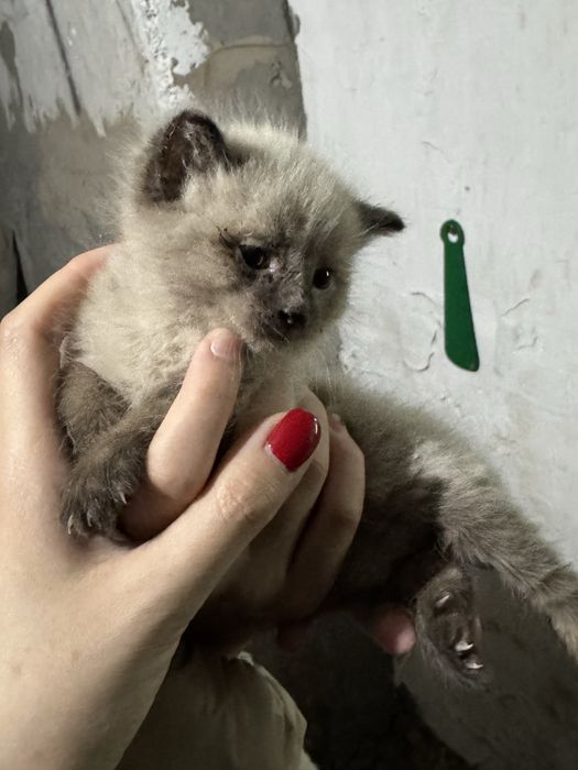 Котята даром чистые