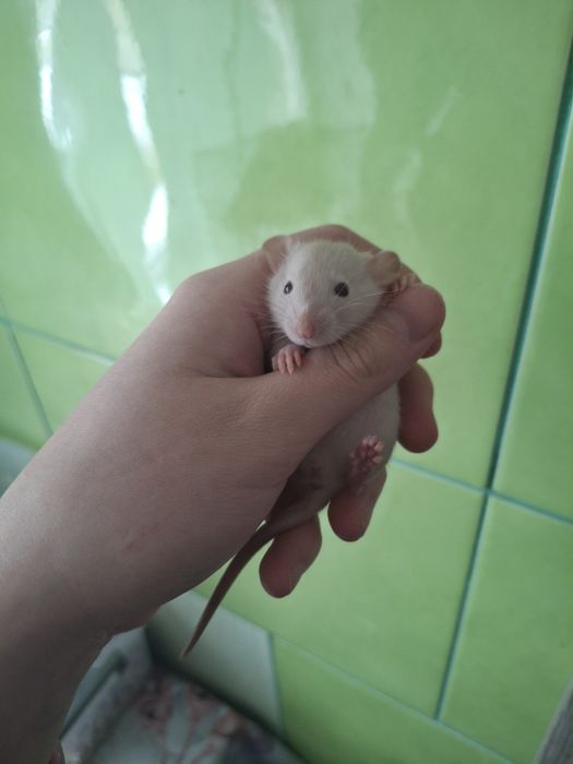 крыса крысятки малыши