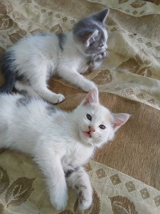 Отдам котят бесплатно