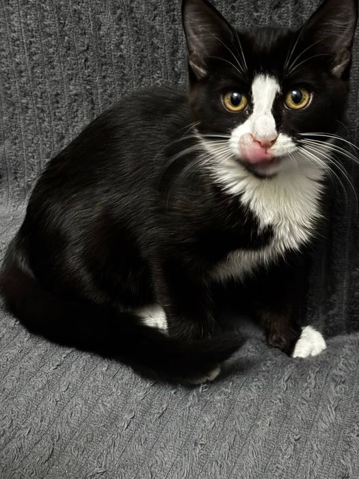 Котенка в добрые руки