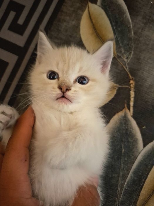 Котенок голубоглазый