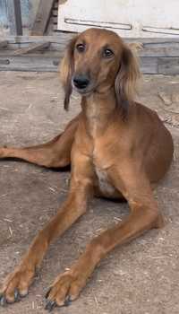 Saluki olx hot sale