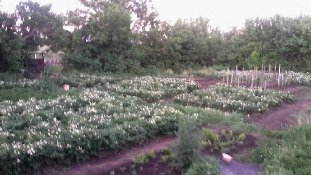 Таёжная земляника